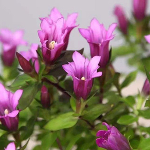 粉色龙胆花盆栽 小粉龙 阳台庭院花园多年生耐寒耐热宿根花卉植物