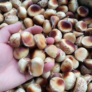 2021新板栗生新鲜白壳板栗嫩栗子花壳嫩板栗子白皮生吃甘栗野生