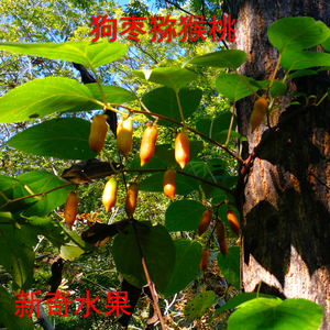 00浆果源淘宝东北软枣子苗野生软枣猕猴桃果树苗狗枣子葛枣圆枣子