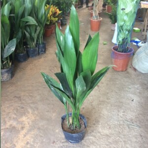 花叶一叶兰金边