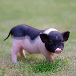 宠物猪迷你小香猪长不大的猪老六元宝同款