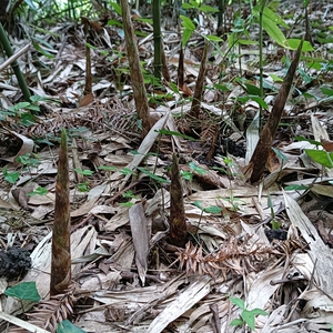 新鲜刺竹笋现挖带壳嫩笋手剥细笋野生小笋清脆冬笋食用蔬菜泡酸笋