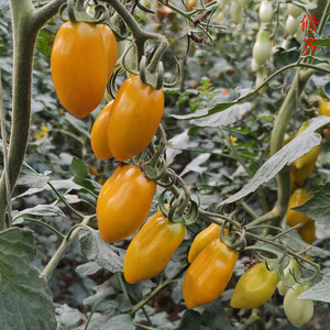 东北农家现摘自然熟新鲜花生柿子圣女果水果番茄小黄西红柿包邮