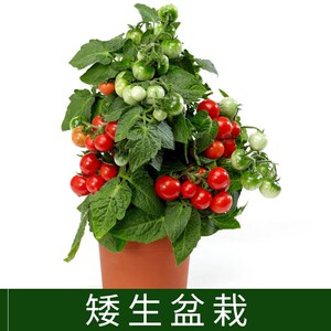 盆景小番茄番茄苗子四季阳台盆栽千禧圣女果小西红柿苗多彩瀑布农
