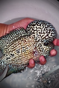 【罗汉鱼极品】罗汉鱼极品品牌,价格 - 阿里巴巴