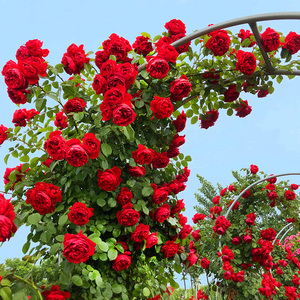 佛罗伦蒂娜爬藤月季藤本重瓣红色蔷薇花苗庭院阳台四季开大花浓香