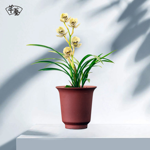 红香妃建兰四季蜜蜂兰花苗带花苞墨兰盆栽花卉绿植物室内阳台金边