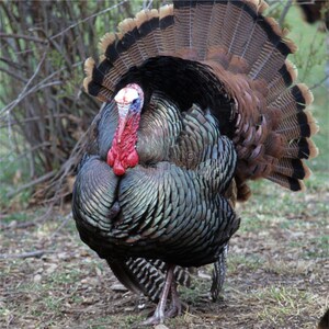 半大火鸡活苗脱温火鸡活体青年火鸡青铜火鸡700系尼古拉火鸡活体