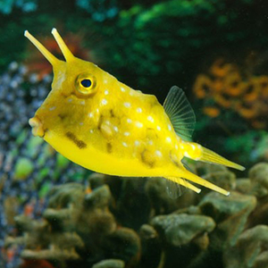 牛角六角金木瓜鱼狗头箱鲀海水鱼活体珊瑚活体海水缸已检疫吃管虫