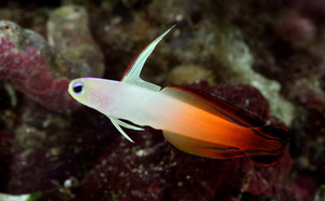 紫雷达鱼紫玉大溪地火鸟变色鸳鸯喷射机蓝灯管活体海水鱼