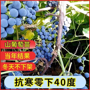 山葡萄树苖抗寒冬天不下架葡萄苗耐寒南方北方种植果树苗葡萄树苗