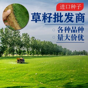 护坡草坪草籽绿化草种四季长青草地毯种籽草皮种子畜牧黑麦草冬天