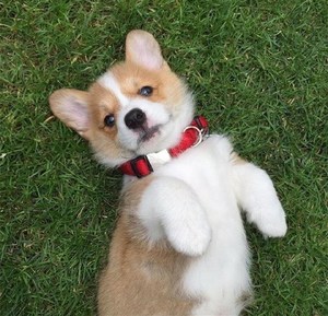 纯种柯基活幼体真狗活物活体宠物幼犬短腿小柯基家养宠物狗狗衣服