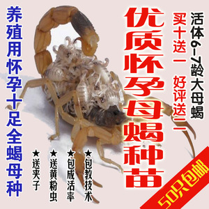高龄孕蝎临产蝎活体怀孕母蝎子种苗十足全蝎活蝎子种蝎子包教技术
