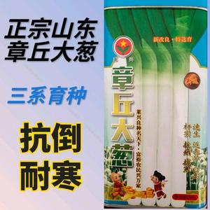 章丘大葱种子山东大葱种子章丘铁杆大葱子葱白长耐寒抗倒伏包邮