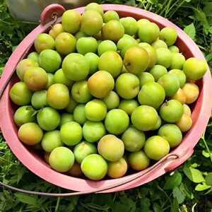 广东信宜三月李应季孕妇新鲜水果钱排珍珠李现摘现发酸脆爽青李子