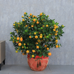 盆栽大年桔金蛋果四季桔盆栽带果招财果宵花朱砂橘绿植盆景植物