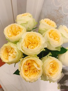 奶油杯奥斯汀花型单头大花 黄黄的奶油质感花瓣厚实丰花灌木月季