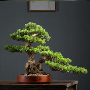 迎客松盆景真树四季常青耐寒松树盆栽绿植楼顶庭院客厅阳台景观树