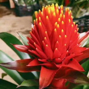 红运当头大盆景真花云南花卉鲜花直发鸿运当头盆栽火炬红星凤梨适