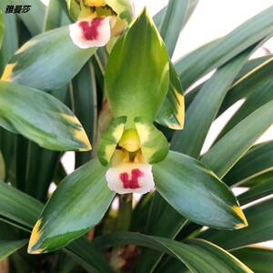 春兰铭品【金边大富贵】矮种盆栽老种四季花卉绿植兰花苗
