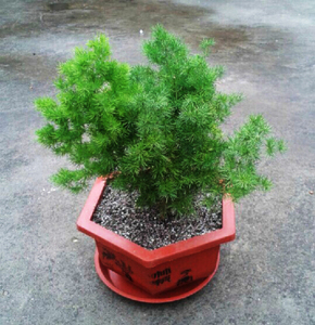 蓬莱松盆栽植物好养办公室盆景绿植室内客厅四季常青家庭