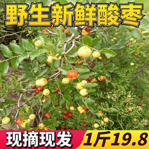 酸枣果野生新鲜酸枣山东农家现摘现发孕妇酸甜水果山枣子小枣