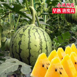 日本进口小凤西瓜种子早熟黄瓤小西瓜苗秧嫁接低温耐光礼品西瓜籽