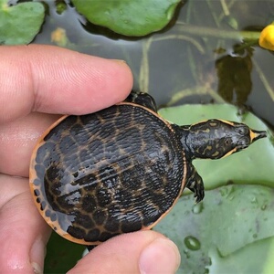 2020美国珍珠鳖活体观赏甲鱼乌龟活体鱼缸清道夫角鳖苗宠物深水龟
