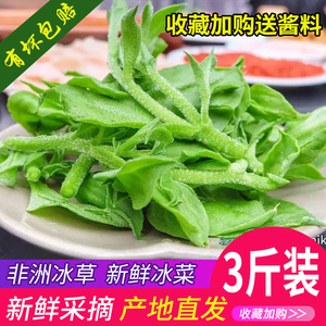 新鲜冰菜现摘非洲冰草冰叶冰花蔬菜沙拉生吃5斤火锅即食