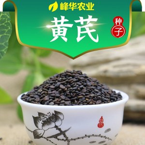 黄芪种子产地甘肃陇西正宗的陇西黄芪籽种材籽新货棉芪籽