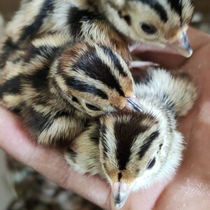 正宗七彩山鸡苗小山鸡出壳山鸡活体小山鸡活体雏鸡顺丰包邮包活