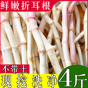 鱼腥草新鲜野生折耳根4斤节节草凉拌即食嫩根当季蔬菜宜昌四川贵