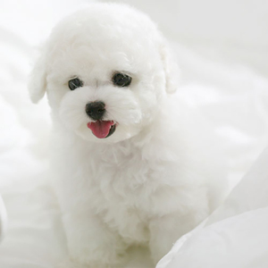 出售家养纯种比熊幼犬小体法国卷毛活体纯白色小型宠物狗狗幼崽