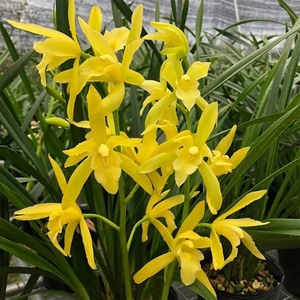 中国建兰企业兰花金玉满堂开黄色花花香浓郁色泽金黄鲜艳如元宝花