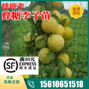 新品种蜂糖李子苗