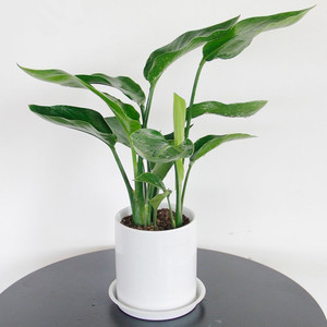 武汉新品绿植花卉桌面小天堂鸟盆栽室内净化空气防辐射办公室植物