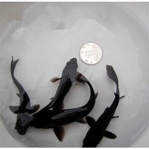 韩国人宠物淡水观赏活鱼锦鲤宠物鱼小型好养懒.水生小宠物乌金龙