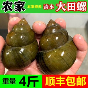 湖北清水大田螺鲜活新鲜脆螺田螺肉超大号螺丝活体淡水大泥螺4斤
