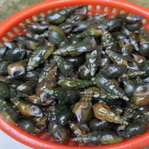 新鲜扭纹螺鲜活清水溪野生山溪山坑螺野生石螺田螺正宗客家3斤装