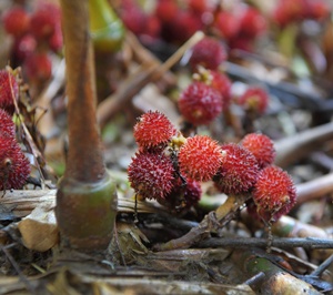上元春蜜酿春砂仁蜜阳春正宗春砂仁鲜果纯蜂蜜酿制阳春特产