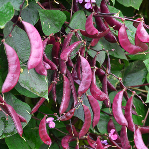 早熟全红眉豆种子春季高产扁豆种籽农家庭院紫梅豆籽秋季蔬菜种孑
