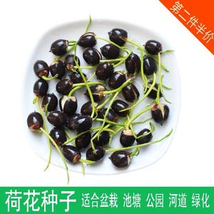 已开口1件50粒送营养液大型荷花种莲子盆栽红莲湘莲带壳混色包邮