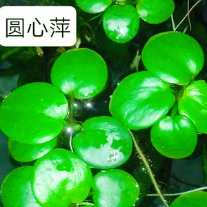 圆心萍苹果萍1朵每浮草长须大叶浮萍强力吸收NO3水草虾净化淡水