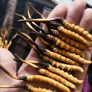 【3个月发芽】四季种植冬虫夏草种子中药材种子名贵药材虫草种子