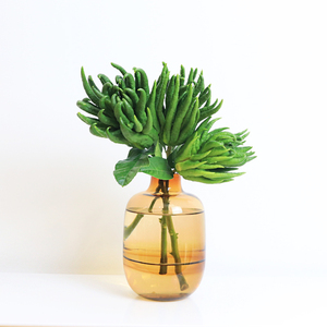 佛手柑盆栽带果千指佛手苗金华佛手瓜带枝水培养阳台绿植鲜果树苗