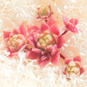 言心云南直发红曼莲多肉植物稀有品种花卉盆栽多头小老桩绿植肉肉