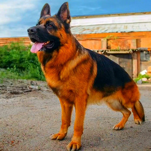 纯种德牧幼犬活体东黑背平弓背马犬警犬狼狗宠物德国牧羊犬大型犬