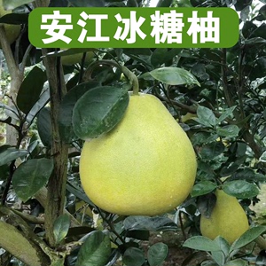 安江冰糖柚雪峰柚子地栽盆栽苗南方北方种植柚子树苗当年结果树苗