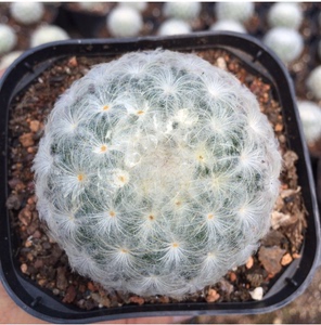 00 0人付款  淘宝 月影丸 实生 乳突球  仙人球多肉盆栽 w